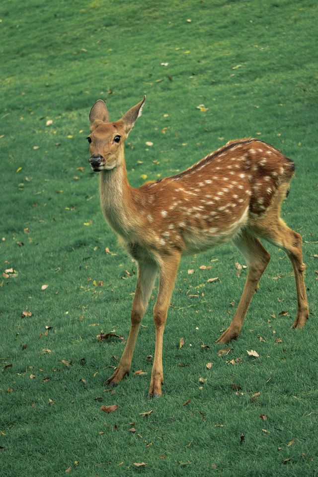 成都這個公園也太適合閒逛了吧！