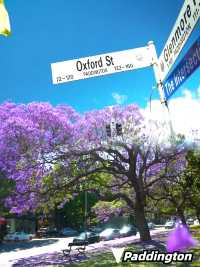 Where to See Jacarandas in Sydney