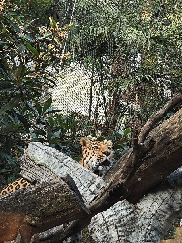 南京紅山動物園 | 誰還不知道動物園免費啦。