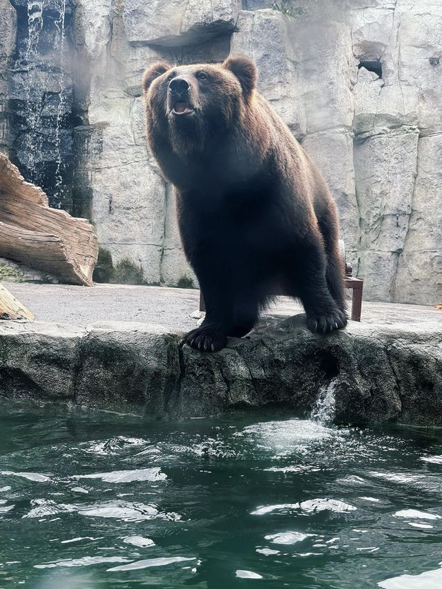 去了十次上海野生動物園的心得攻略。