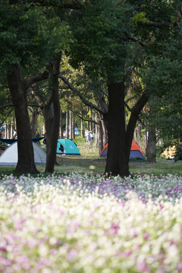 森林公園的光與影。