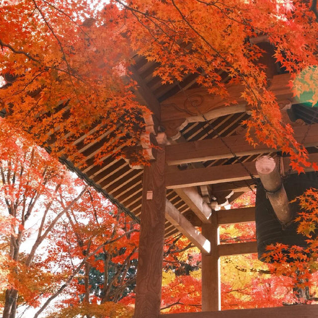 京都 ｜紅葉濃度最盛 絕美的嵐山路線