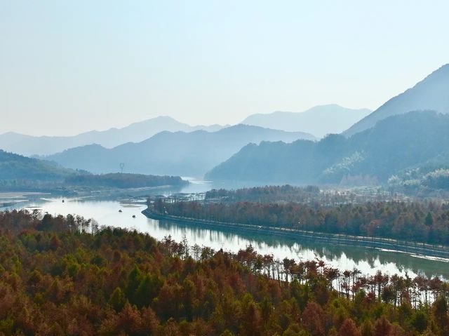 自駕皖南川藏線落羽紅杉林