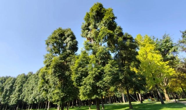 拜託了，聽勸！金沙遺址博物館，這樣遊覽才不踩雷！