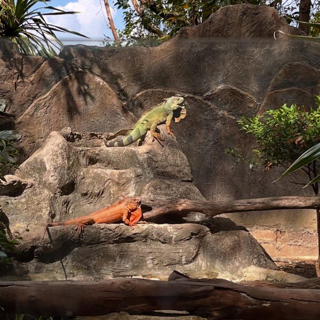 清邁夜間動物園：親子探秘之旅攻略