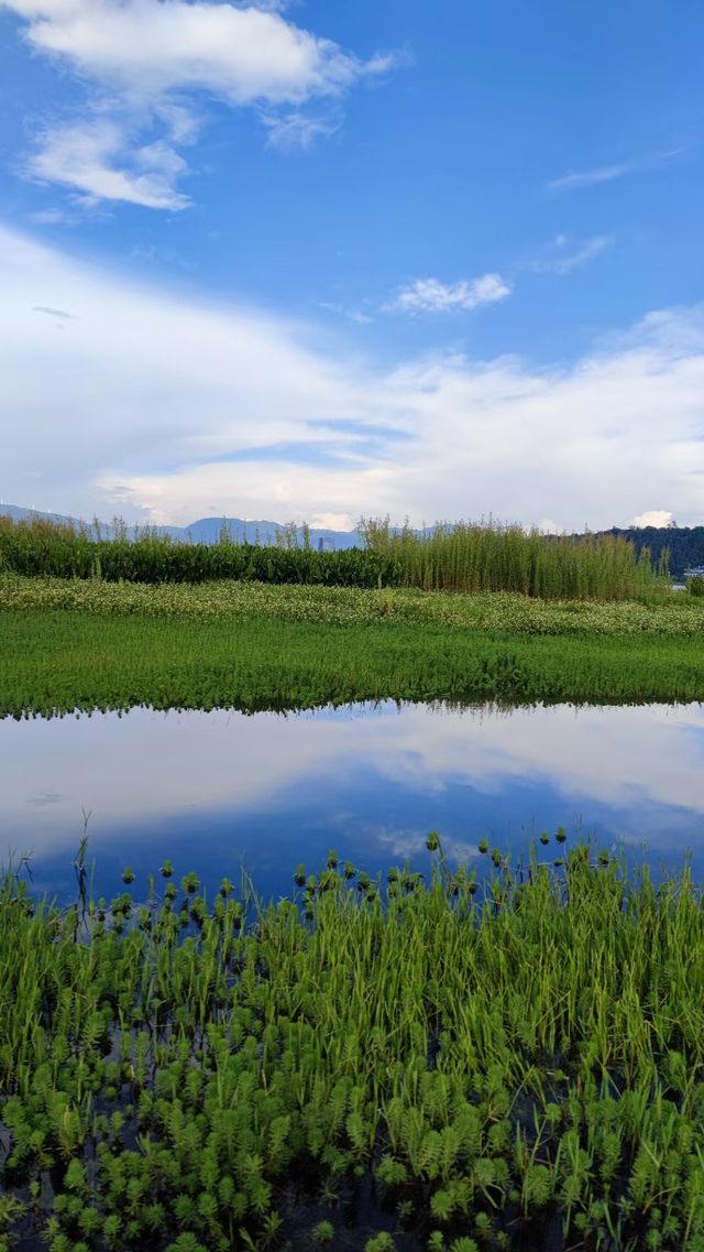 一定要去的大理洱海濕地公園