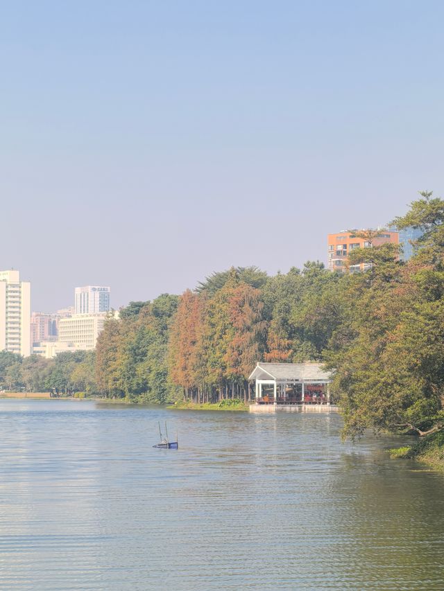 佛山禪城丨亞藝公園的落羽杉