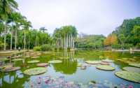 西雙版納中科院植物園遊覽攻略 | 闖入植物王國