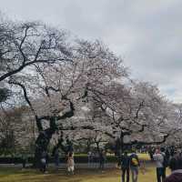 Chasing Japan Cherry Blossom Version 2024