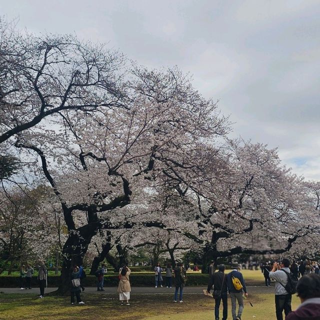 Chasing Japan Cherry Blossom Version 2024