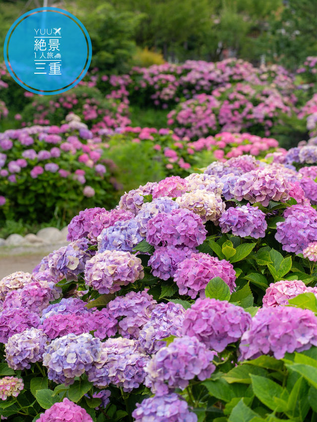 🐶もOK👌関西最大級の紫陽花が咲き乱れる 77000株の絶景 「かざはやの里」