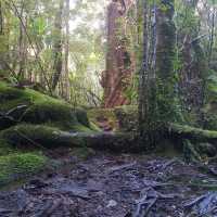 Experience Spiritual Camping at Koyasan