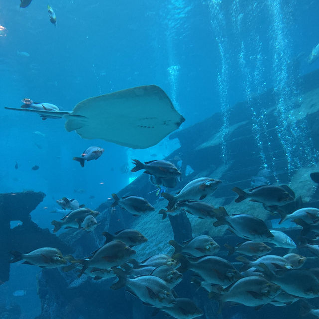 Amazing aquarium in Singapore 🇸🇬 