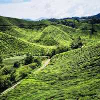 Rolling Green Paradise: The Beauty of Cameron Highlands’ Tea Fields