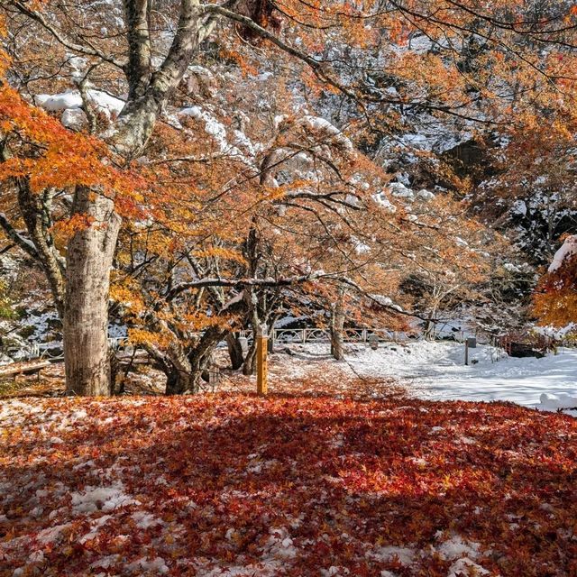 🇯🇵青森「中野紅葉山」有著東北小嵐山美譽的賞楓🍁勝地