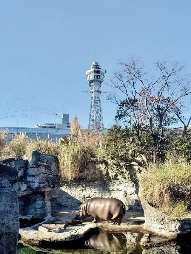 綠野微光：天王寺動物園的自然樂章