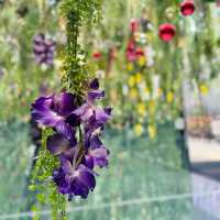 A Serene Oasis at Gapyeong Begonia Bird Park!