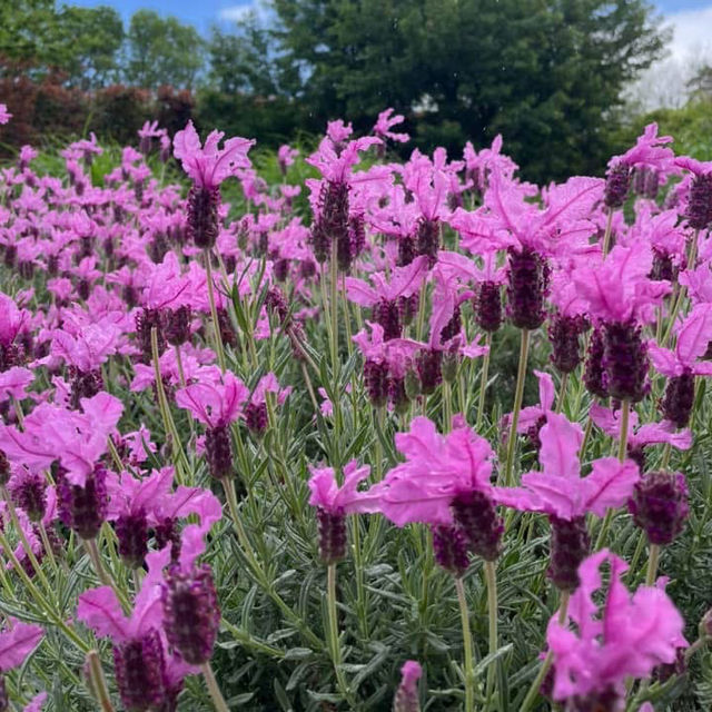  Alowyn Gardens: A Floral Paradise in Yarra Glen 