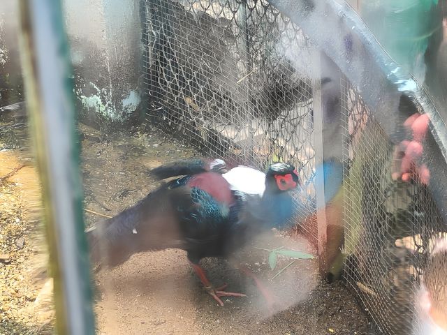 廣州動物園一遊。