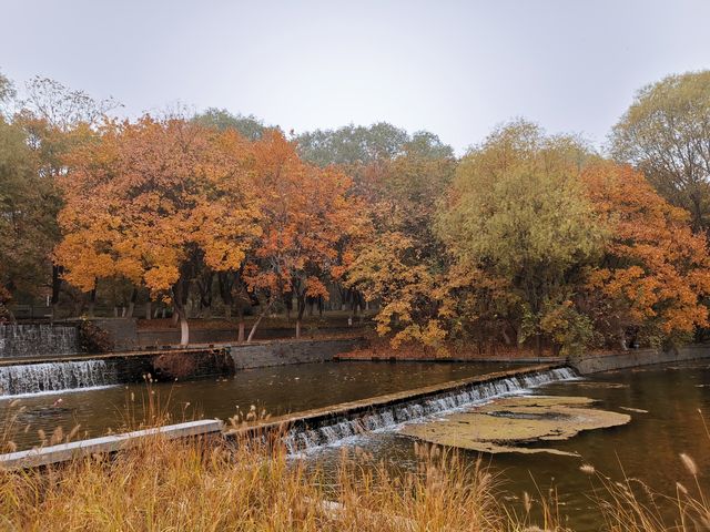 奧林匹克森林公園。