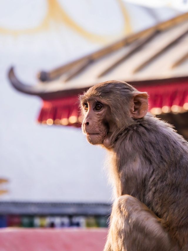 尼泊爾秋日遊 性價比超高別錯過。