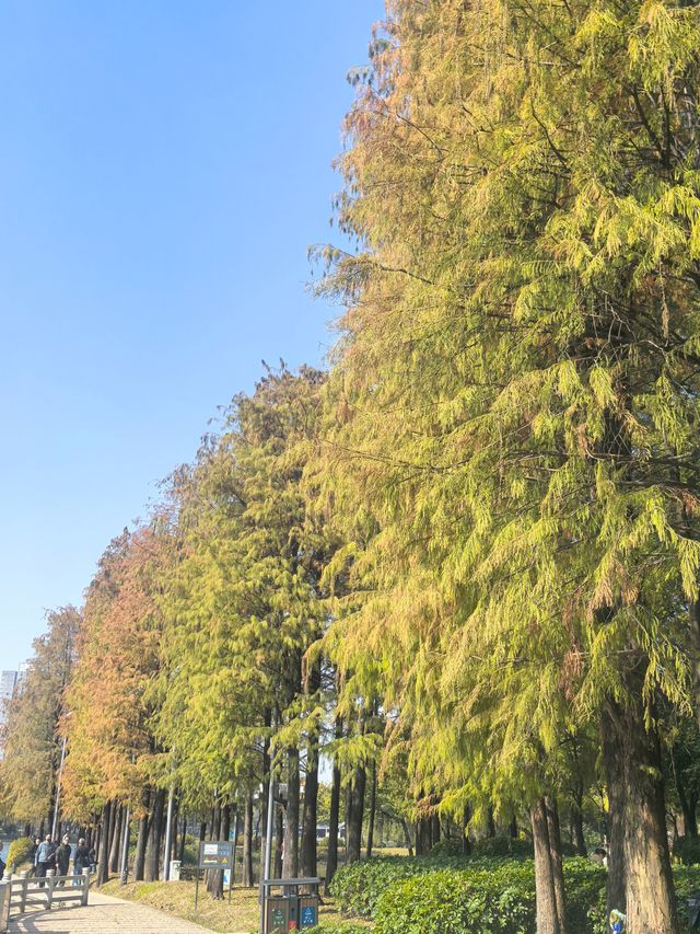 佛山禪城丨亞藝公園的落羽杉