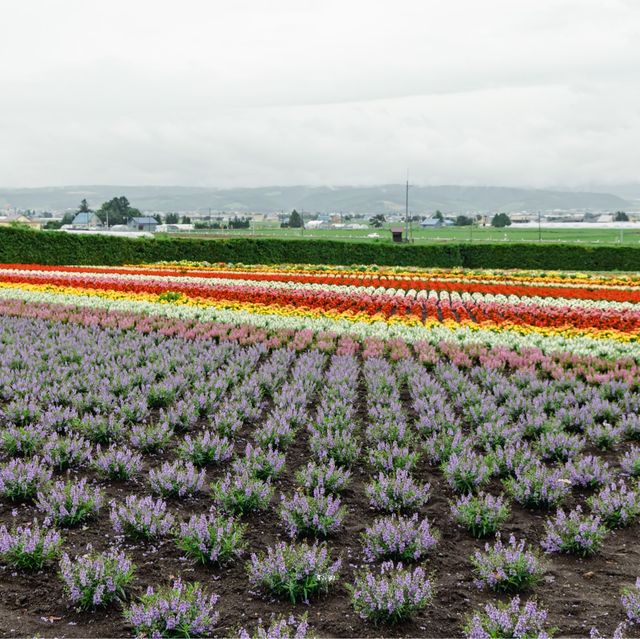 Exploring Hokkaido's Floral Wonderland and the Northernmost Point in Japan