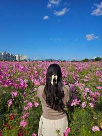 모든 가을 꽃을 구경할 수 있는 양주 나리농원 나들이🌸