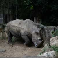 上海動物園：生機盎然，回歸自然的夢想