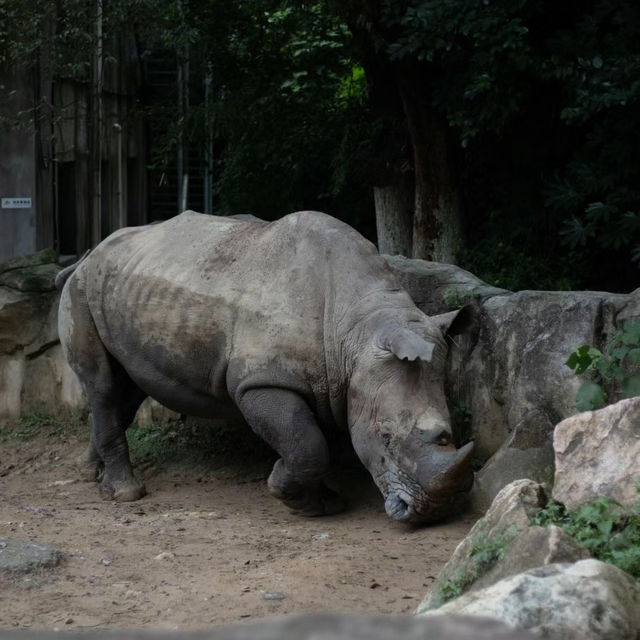 上海動物園：生機盎然，回歸自然的夢想