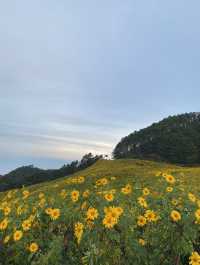 ทุ่งดอกบัวตอง | แม่ฮ่องสอน ⛰️🌼🌿🌳