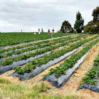 Strawberry Picking experience at Bereenberg 