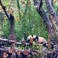 Panda Valley @ Dujiangyan