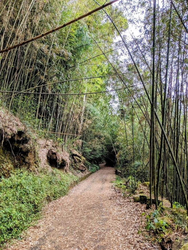 漫步奮起湖森林步道：小百岳大凍山