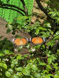 Butterfly Bliss: A Colorful Escape at Singapore’s Airport