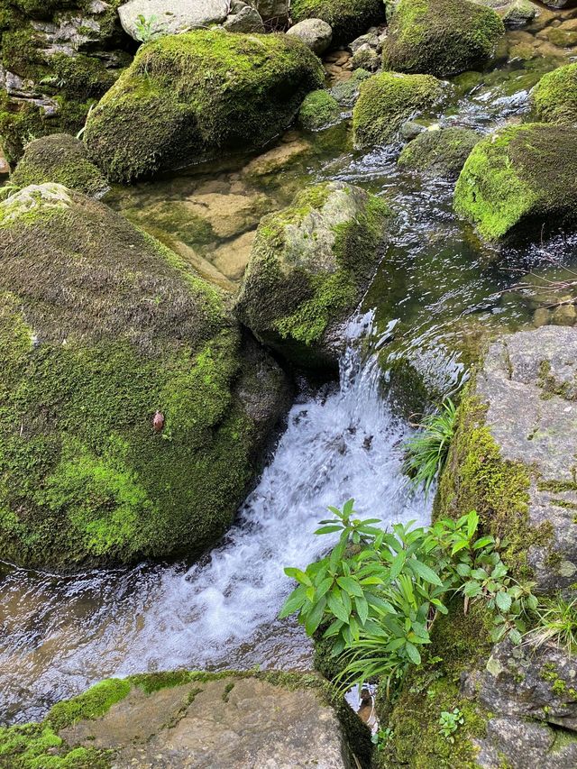 湖北秭歸三峽竹海