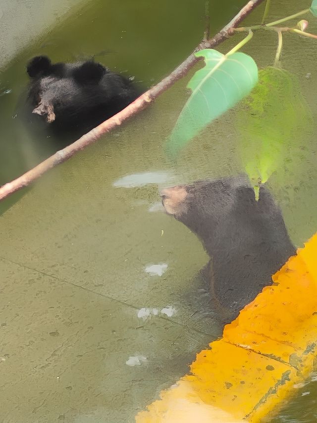 廣州動物園一遊。