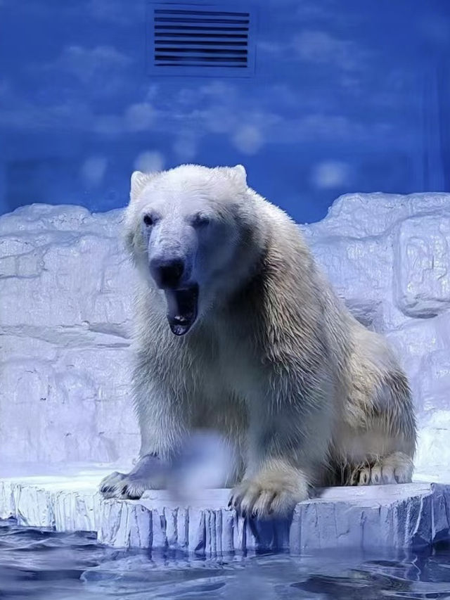 海洋奇觀，親近自然——老虎灘海洋公園的夢幻海洋之旅