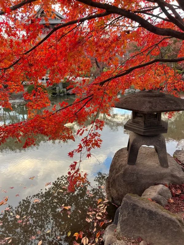 Explore the Stunning Autumn Foliage at Toji Temple in Kyoto!