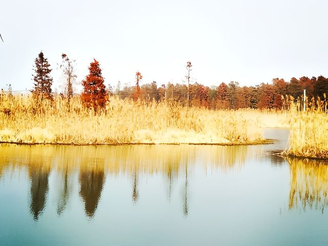 水杉變紅如火如荼~~青西郊野公園