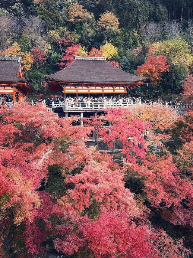 日本6日遊 元旦出行好時節