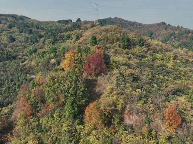 冬日暖陽下的龍泉山彩林，太出片