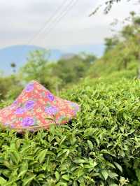 阿里山茶園遊記