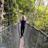 Above the Trees: Thrills and Views at Poring Canopy Walkway!