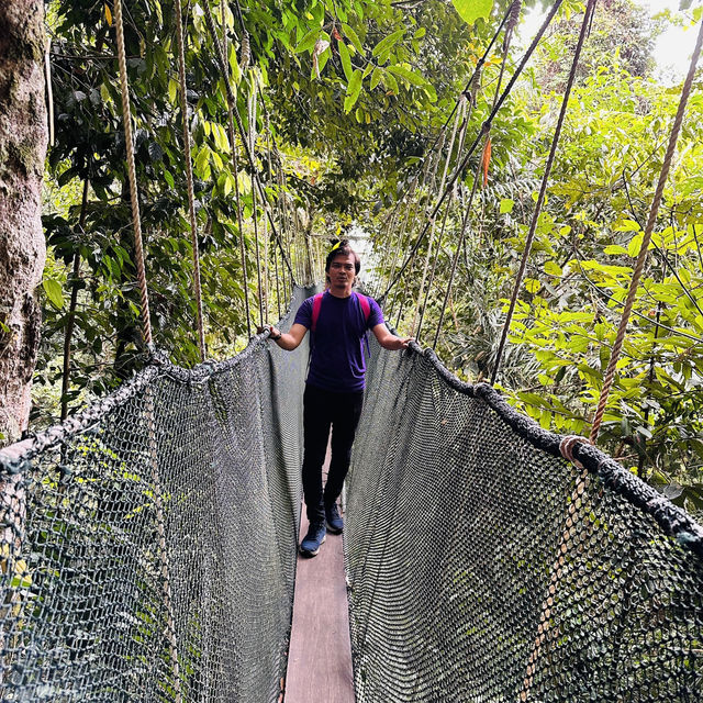 Above the Trees: Thrills and Views at Poring Canopy Walkway!