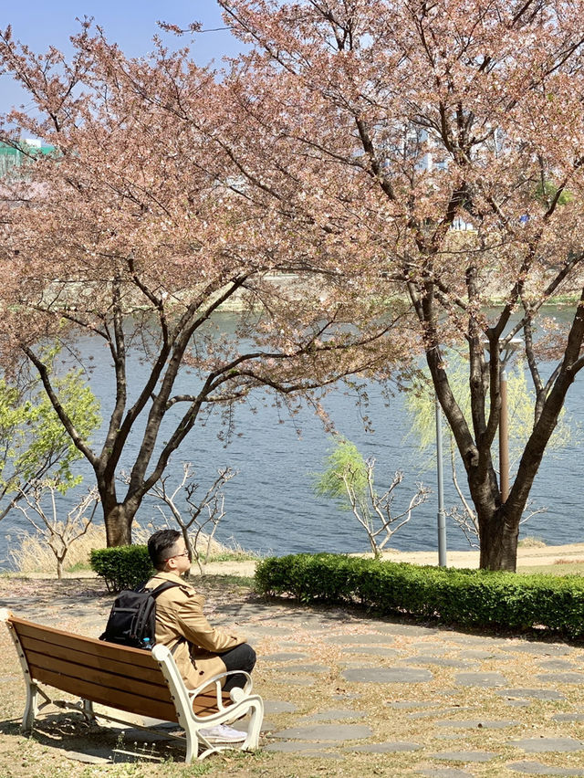 Spring Serenity: Walking Along Geumho River in Daegu