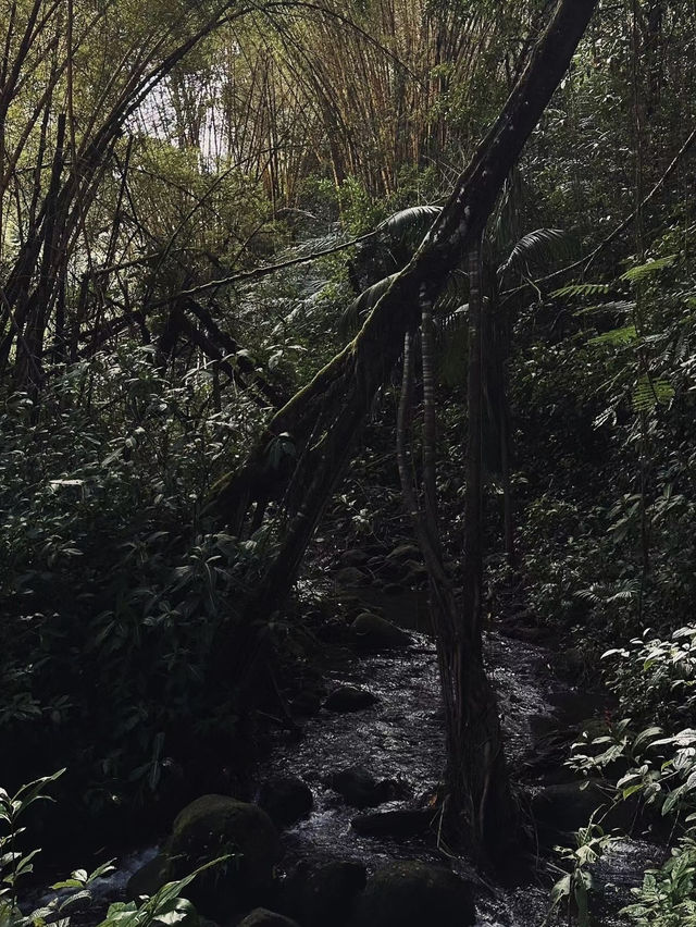 Akaka Falls: Hawaii’s Majestic Waterfall Wonder