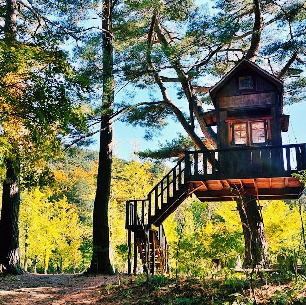 Hongcheon Ginkgo Forest