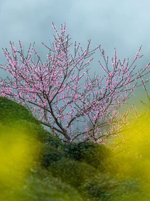 後悔沒有早點去｜徽州踏春賞花攻略