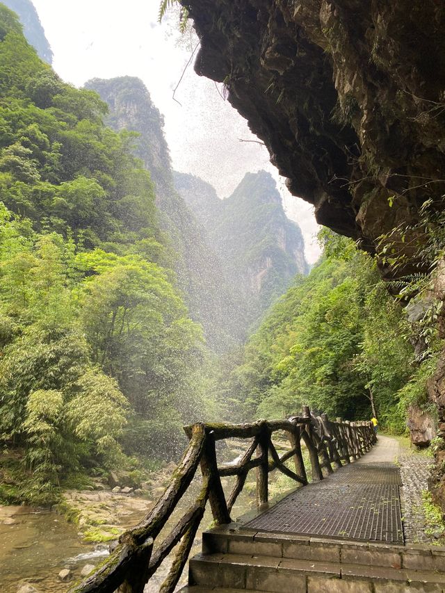 湖北秭歸三峽竹海